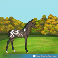Horse Color:Brown Dun Appaloosa Brindle 