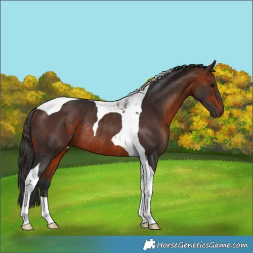 Horse Color:Bay Tobiano Rabicano 
