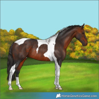 Horse Color:Bay Tobiano Rabicano