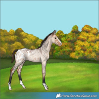 Horse Color:Bay Roan Dun Appaloosa Brindle 
