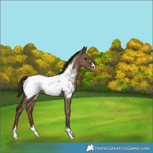 Horse Color:Liver Red Dun Appaloosa Brindle 