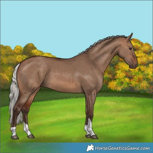 Horse Color:Silver Brown Dun Tobiano 