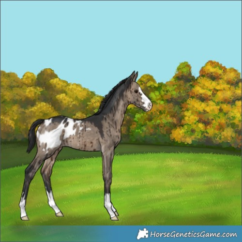 Horse Color:Brown Dun Blanket Brindle 