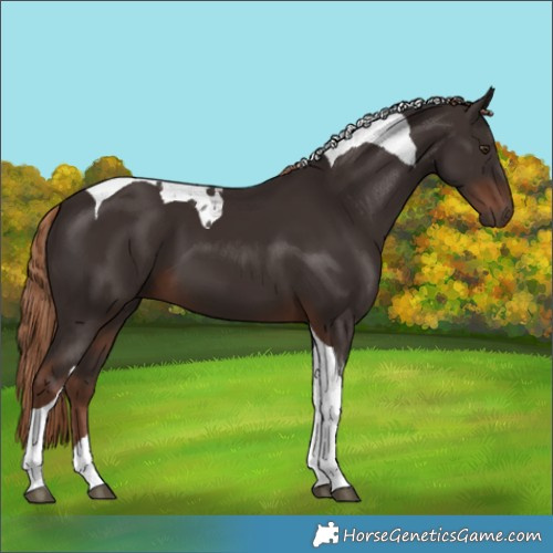 Horse Color:Liver Chestnut Tobiano 