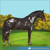 Horse Color:White Spotted Liver Chestnut 
