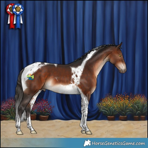 Horse Color:Bay Tobiano 