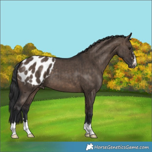 Horse Color:Brown Dun Appaloosa Brindle