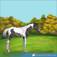 Horse Color:Black Tobiano 