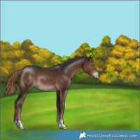 Horse Color:Liver Chestnut 