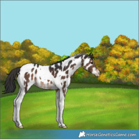 Horse Color:Brown Tobiano Appaloosa 