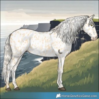 Horse Color:Palomino Near Leopard  and Palomino Near Leopard Rabicano 