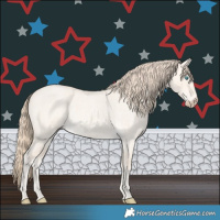 Horse Color:Perlino Roan Dun 