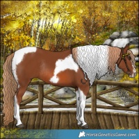 Horse Color:Chestnut Tobiano Frame Rabicano 