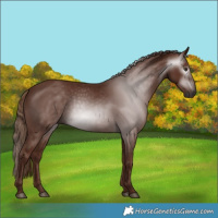 Horse Color:Gray Chestnut