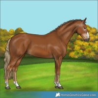 Horse Color:Gray Chestnut 