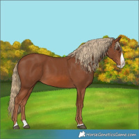 Horse Color:Chestnut Splash 
