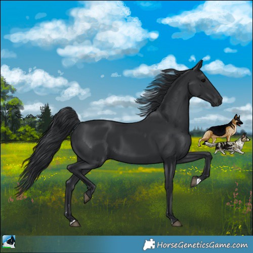 Horse Color:Black 
