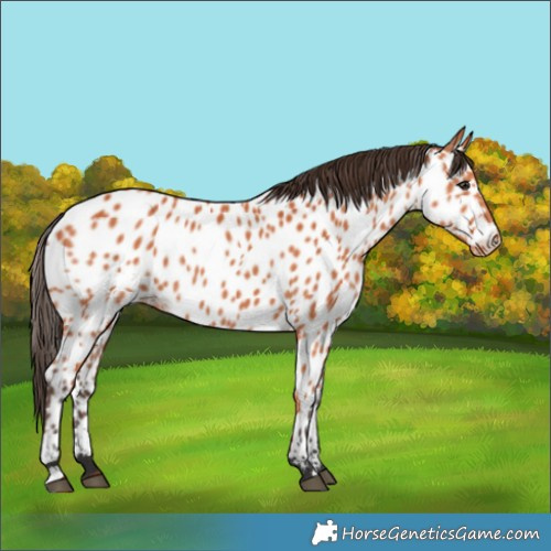 Horse Color:Bay Appaloosa