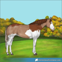 Horse Color:Red Dun Splash and Chestnut Splash
