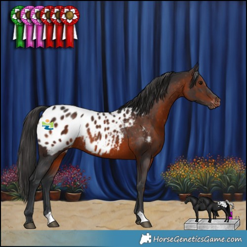 Horse Color:Brown Appaloosa Rabicano