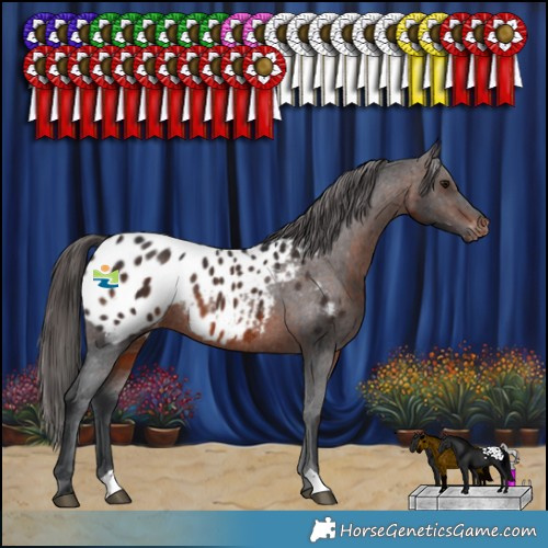 Horse Color:Brown Blanket Rabicano 