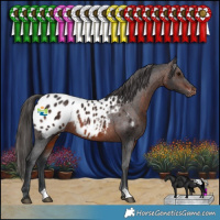 Horse Color:Brown Appaloosa Rabicano