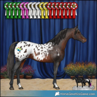 Horse Color:Brown Appaloosa Rabicano