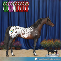 Horse Color:Brown Appaloosa Rabicano
