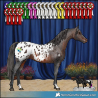 Horse Color:Brown Appaloosa Rabicano 