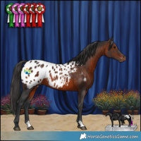 Horse Color:Brown Appaloosa Rabicano