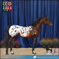 Horse Color:Brown Appaloosa Rabicano