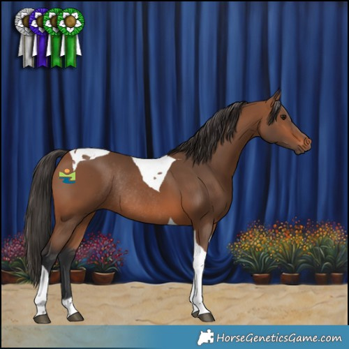 Horse Color:Bay Tobiano Rabicano 