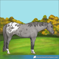 Horse Color:Grullo Varnish Rabicano 