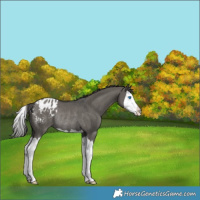 Horse Color:Grullo Splash Appaloosa Rabicano