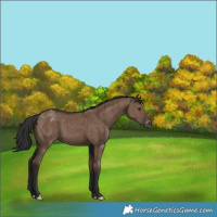 Horse Color:Liver Red Dun Varnish Brindle 