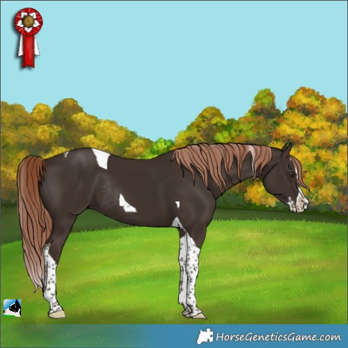 Horse Color:Liver Chestnut Splash Tobiano Rabicano 
