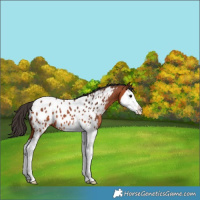 Horse Color:Bay Splash Appaloosa 