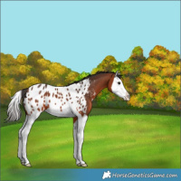 Horse Color:Bay Splash Appaloosa 