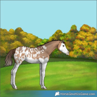 Horse Color:Bay Dun Splash Blanket