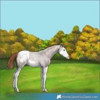 Horse Color:Liver Red Dun Roan Splash Appaloosa 