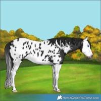 Horse Color:Gray Black Splash Appaloosa