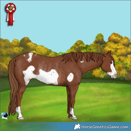 Horse Color:Chestnut Frame Appaloosa Rabicano 