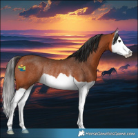 Horse Color:Bay Splash Rabicano 