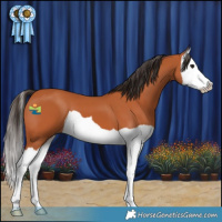Horse Color:Bay Splash 