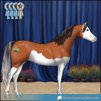 Horse Color:Bay Splash 