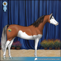 Horse Color:Bay Splash