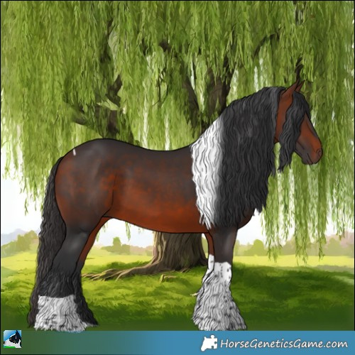 Horse Color:Bay Tobiano 