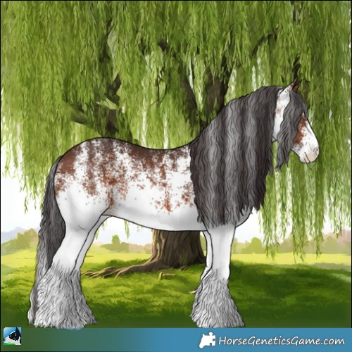 Horse Color:White Spotted Brown 