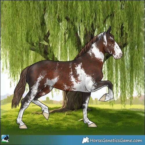 Horse Color:Liver Chestnut Sabino Rabicano