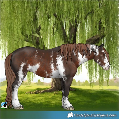 Horse Color:Liver Chestnut Sabino Rabicano